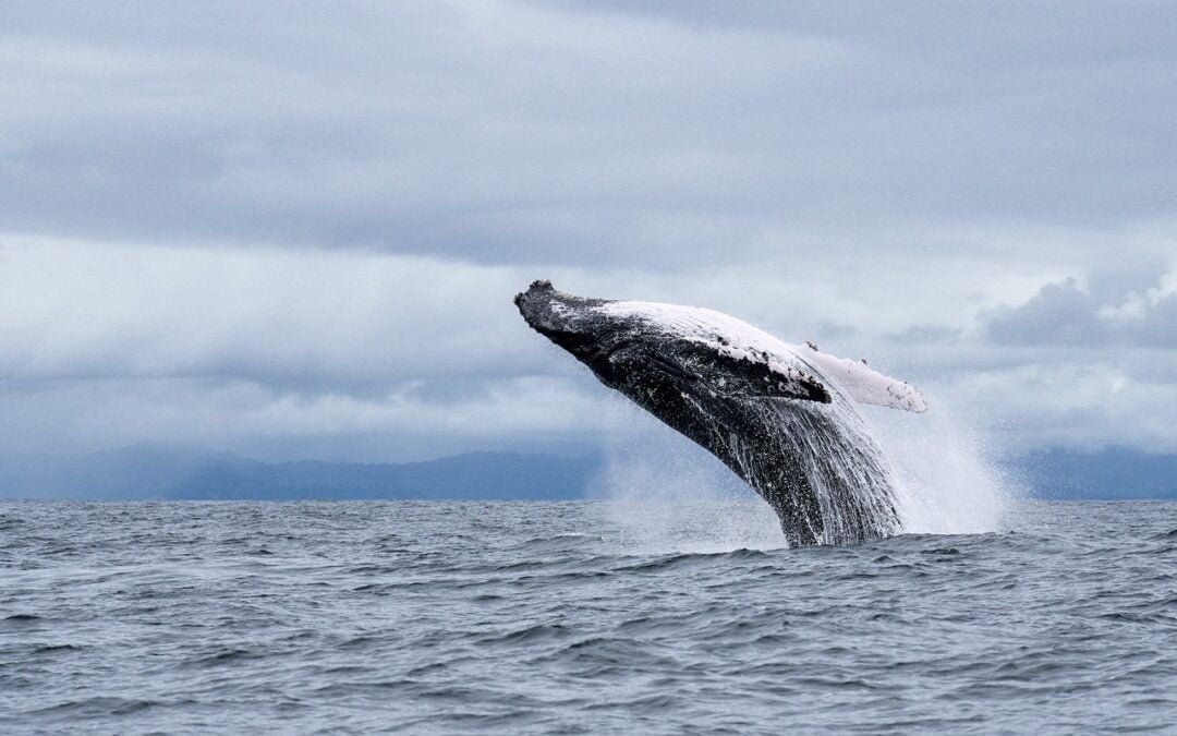 Temporada de ballenas para abrazar la vida